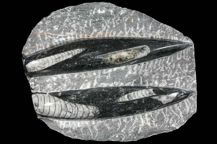 Polished Orthoceras (Cephalopod) Fossils - Morocco #96615